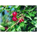 RETE DIFENGREEN ANTIUCCELLI MT 4X10